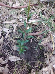 Magnoliopsida