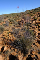 Polygala ephedroides