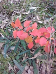 Magnoliopsida
