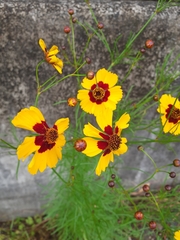 Coreopsis tinctoria