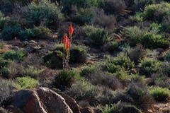 Aloe melanacantha