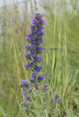 Echium vulgare