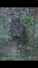 Potorous tridactylus