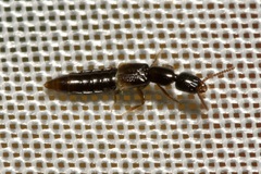 Leptacinus