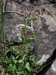 Epilobium duriaei