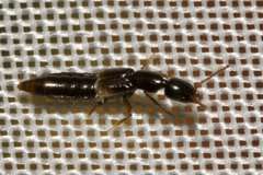 Leptacinus