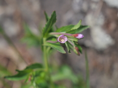 Epilobium duriaei