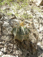 Astrophytum ornatum