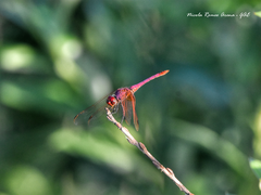 Trithemis annulata