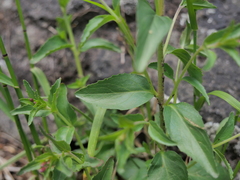 Epilobium duriaei