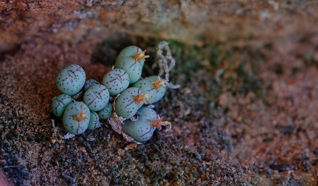 Conophytum uviforme