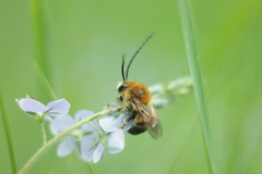 Eucera