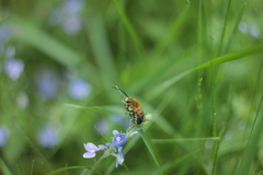 Eucera