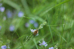 Eucera