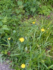 Hypochaeris radicata