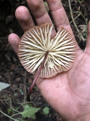 Marasmius sullivantii