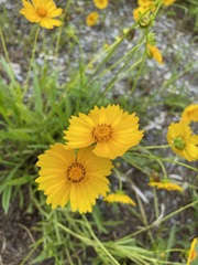 Coreopsis lanceolata