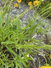 Coreopsis lanceolata