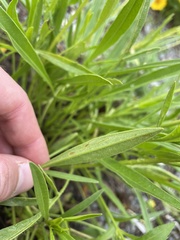 Coreopsis lanceolata