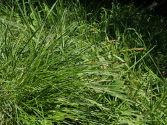 Carex umbrosa
