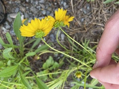 Coreopsis lanceolata