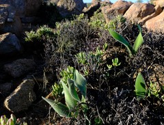 Haemanthus dasyphyllus