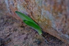 Haemanthus dasyphyllus