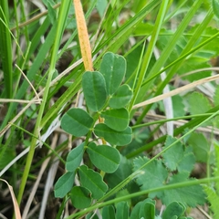 Coronilla coronata