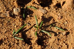 Moraea fenestralis
