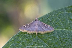 Prophantis adusta