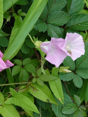 Image of Calystegia hederacea by (c) WATANABE Hitoshi 渡辺仁, some rights reserved (CC BY)