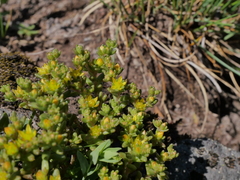 Sedum annuum