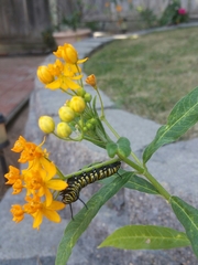 Danaus plexippus
