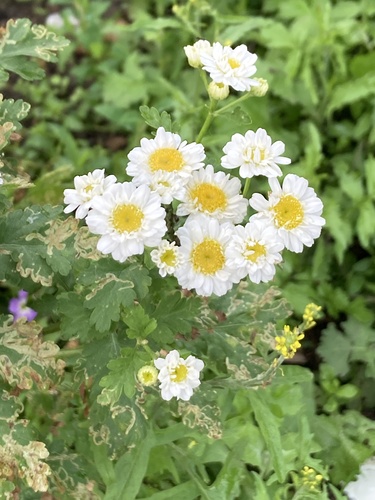 Tanacetum parthenium