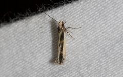 Ardozyga mesochra