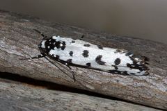 Ethmia anthracopis