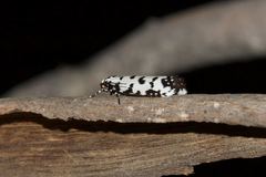 Ethmia anthracopis