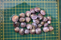 Cyclina sinensis