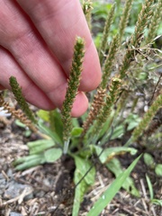 Plantago asiatica