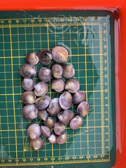 Cyclina sinensis