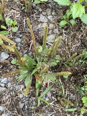 Plantago asiatica