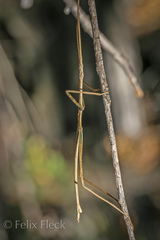 Anophelepis telesphorus