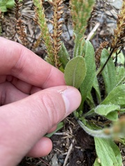 Plantago asiatica