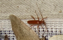 Axinopalpis gracilis