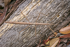 Anophelepis telesphorus