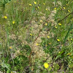 Trinia multicaulis