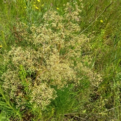 Trinia multicaulis