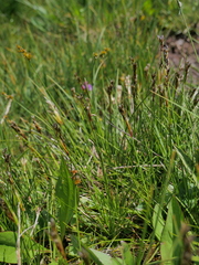 Juncus squarrosus