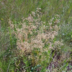 Trinia multicaulis