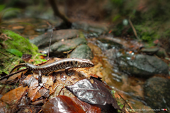 Sphenomorphus praesignis